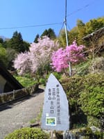 【桜越しの富士山！】生藤山（しょうとうさん・990ｍ）を歩きましょう♪【初級、体力度4段階の2、危険度4段階の1】