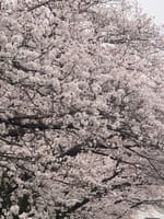矢田川沿いの満開の桜 2024年4月7日(日)
