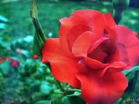 三好徹さん死去、「六月は真紅の薔薇」