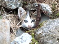 お城の石垣から子猫が顔を見せてくれた