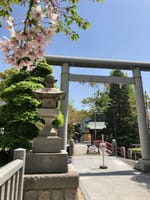 桜・菜の花追っかけ、松戸駅周辺、押しの飽きない動画映像