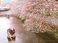 お江戸深川桜祭り