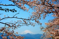 神奈川県小田原の桜巡り -2- 「中河原配水池･丘の上の桜」 14-Apr-2017