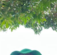 私の帽子の緑＆マンゴーの木の緑
