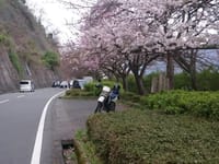 「桜🌸満開ツーリング」湖北-海津大崎！