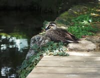 三島源兵衛川の流れの中の愛しい小鳥たち