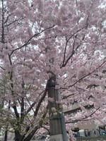 大岡川の桜まつり