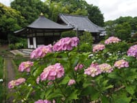 正覚寺の紫陽花&花菖蒲2021