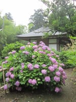 花菖蒲と紫陽花の寺・本土寺と戸上歴史公園など松戸の散策