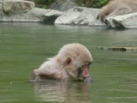 「地獄谷野猿公苑」で、猿の「いい湯だな！」を見る！