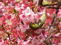 新宿御苑の桜とメジロ、プリンスクラシックハウス付近のボケ、自然教育園のカワセミ