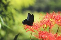 今年出会った🦋蝶たち ⑨ 珍しいナガサキアゲハ