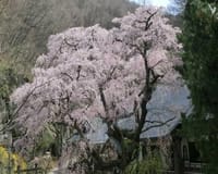 布引観音（釈尊寺）の桜