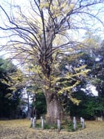 東京の巨樹探訪　１９