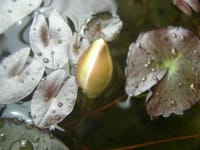 日本固有の睡蓮　未草今年2022年初花の蕾　マクロがメラ