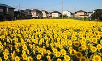 （中止とささせていただきます。）世田谷に咲く約２００００本のヒマワリ　気分はソフィアローレン