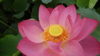 白鷺公園の蓮の花　濃いピンク（２０２３年７月１３日）