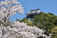 桜吹雪の岡崎城下でお花見宴会