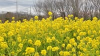和泉リサイクル環境公園の菜の花（２０２４年２月２７日）