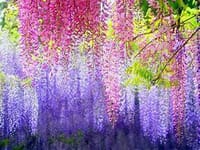 ☆　風に吹かれて　春日部の藤めぐり散策（♪　薄紫の藤棚の下で　歌った　アベマリア・・・遠い昔を思い出します）