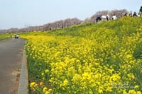 熊谷桜堤、ソメイヨシノ500本と菜の花のコラボ（埼玉県熊谷市）