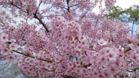 大仙公園の河津桜（２０２０年３月５日）