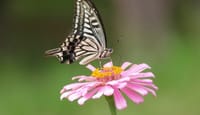 和泉リサイクル環境公園の百日草と蝶々（２０２０年７月３０日）動画