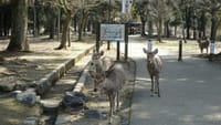 ☆観光客激減空腹ならば草食獣に原点回帰【奈良公園の鹿】