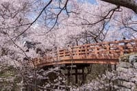 今年の見ごろはココ！　週末の高遠の桜　長野のBEST3桜を