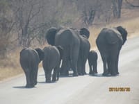 南アフリカ「クルーガー国立公園」でサファリ