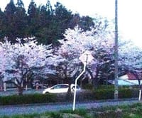 岩手県内陸部も桜咲いてる。働かず夜、田んぼに行かないと