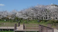 白鷺公園の桜の花（２０２３年３月２８日）LUMIX DC S5