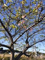 「河津桜が咲いた」