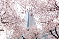 ◆◇◆六本木ミッドタウンで桜を見ながら優雅にランチ◆◇◆