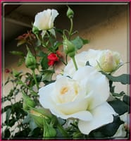 美人の白い薔薇ブーケ風　散歩　stained glass　そして薔薇
