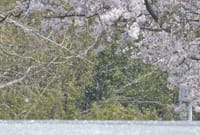 春の風　吹くなと言えず　散る桜！