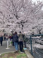 令和6年の桜、麻生川の桜