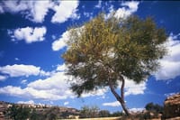 イタリア・アグリジェントのオリーブの木