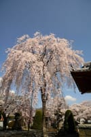 河口湖付近「常在寺」の桜 2022-4-11