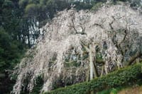 岡崎市　奥山田しだれ桜　満開も桜祭りは中止　・・、
