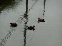 用水路の鴨