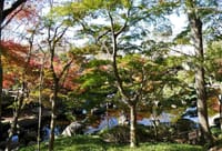 <大磯城山公園> 日本情緒あふれる公園を彩る " 紅葉 "