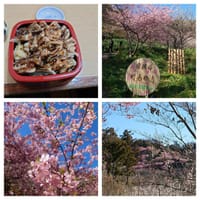 河津桜を見てきました。