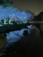 深北公園の夜桜