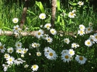 庭に咲く花ー仏蘭西菊（フランスギク）