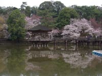 奈良市の桜を楽しみながら歩きましょう