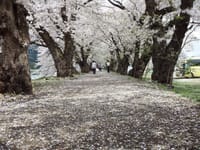 2014　北海道・東北の旅　回顧編　角館の桜