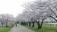 白鷺公園の桜（２０２２年４月１日）LUMIX DMC FZ1000