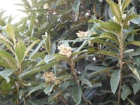 枇杷の花