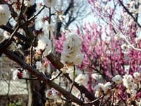 羽根木公園の梅を愛でて、豪徳寺、松陰神社などへの散策